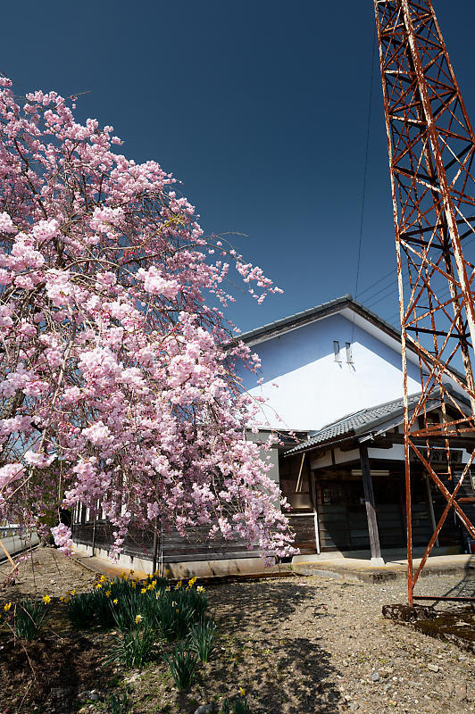 2022年京都の桜巡り@京北 八幡宮社&上中公民館_f0032011_10503132.jpg