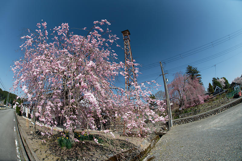 2022年京都の桜巡り@京北 八幡宮社&上中公民館_f0032011_10503185.jpg