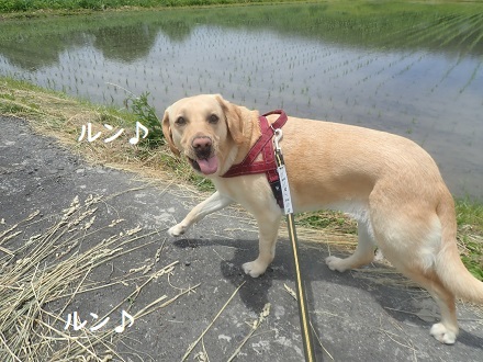 平和な週末。_c0182012_15051185.jpg