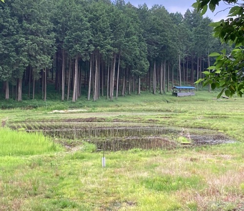 2022田植え!!_c0331145_20024883.jpg