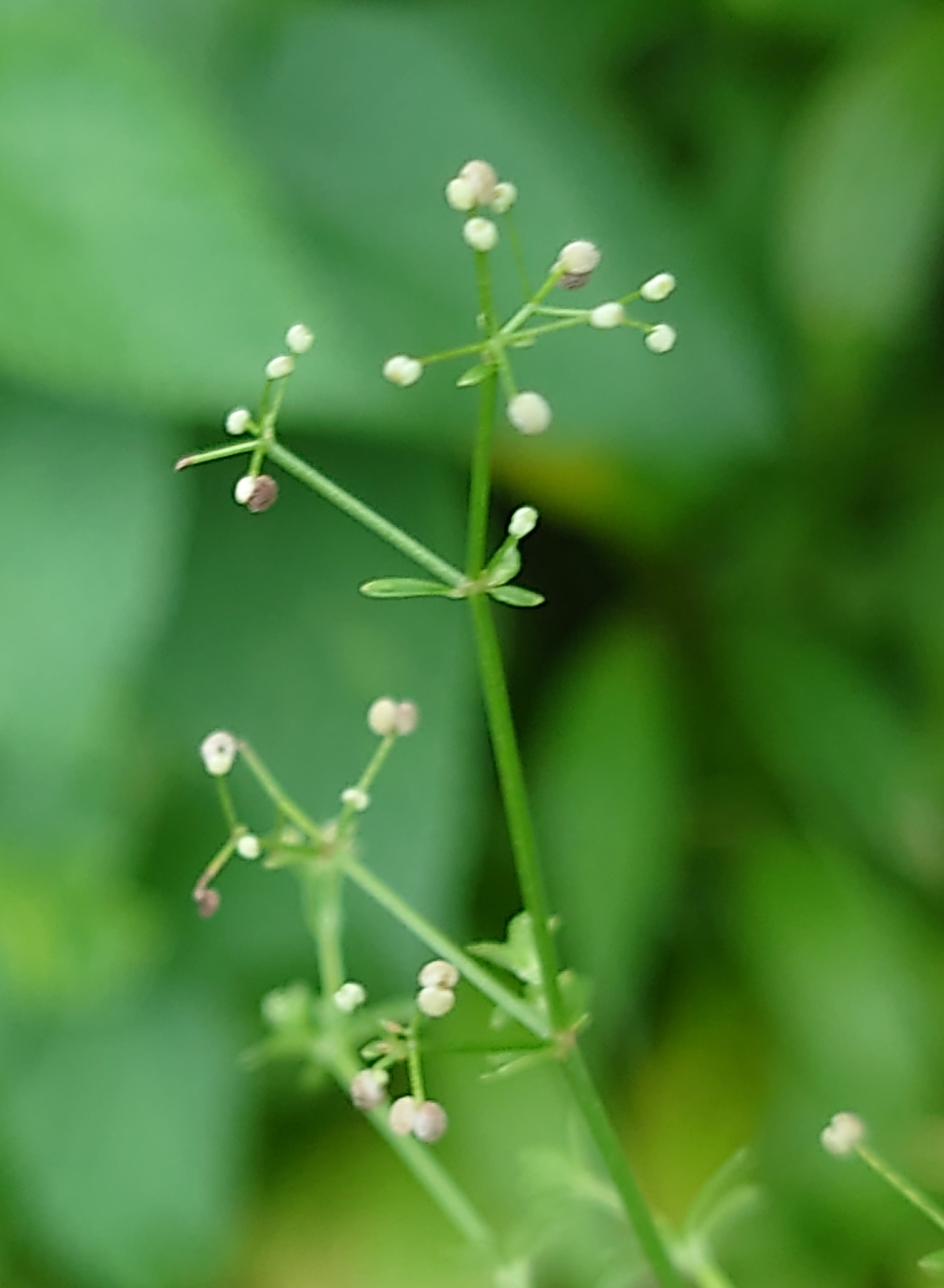 初めて見た花 とても小さく茎は細いです 写真と短い文章 ５