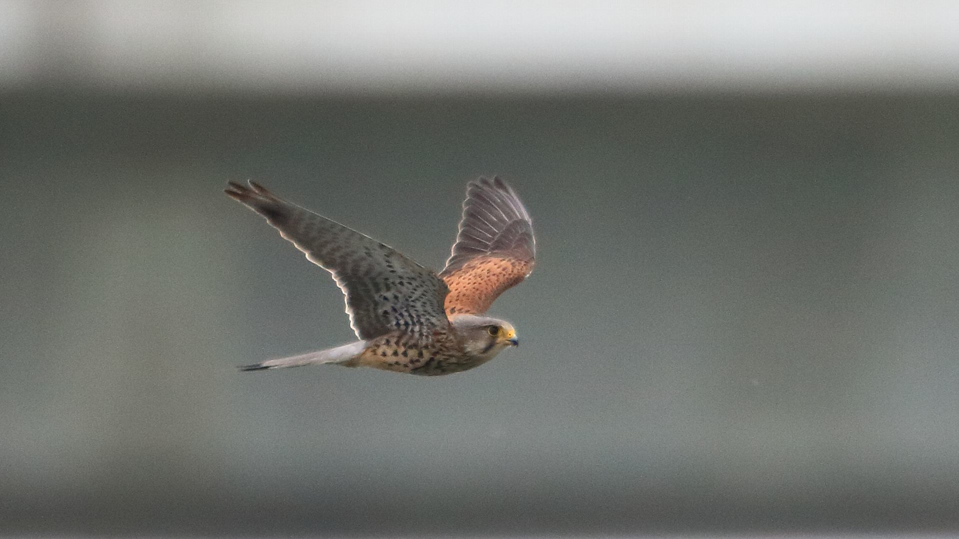 チョウゲンボウ成鳥雄の飛翔　Male common kestrel (adult) flying._f0105570_17404259.jpg