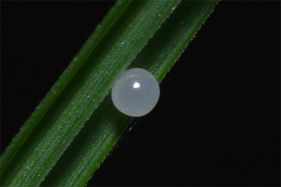 初夏の清流にて_e0167571_17285453.jpg