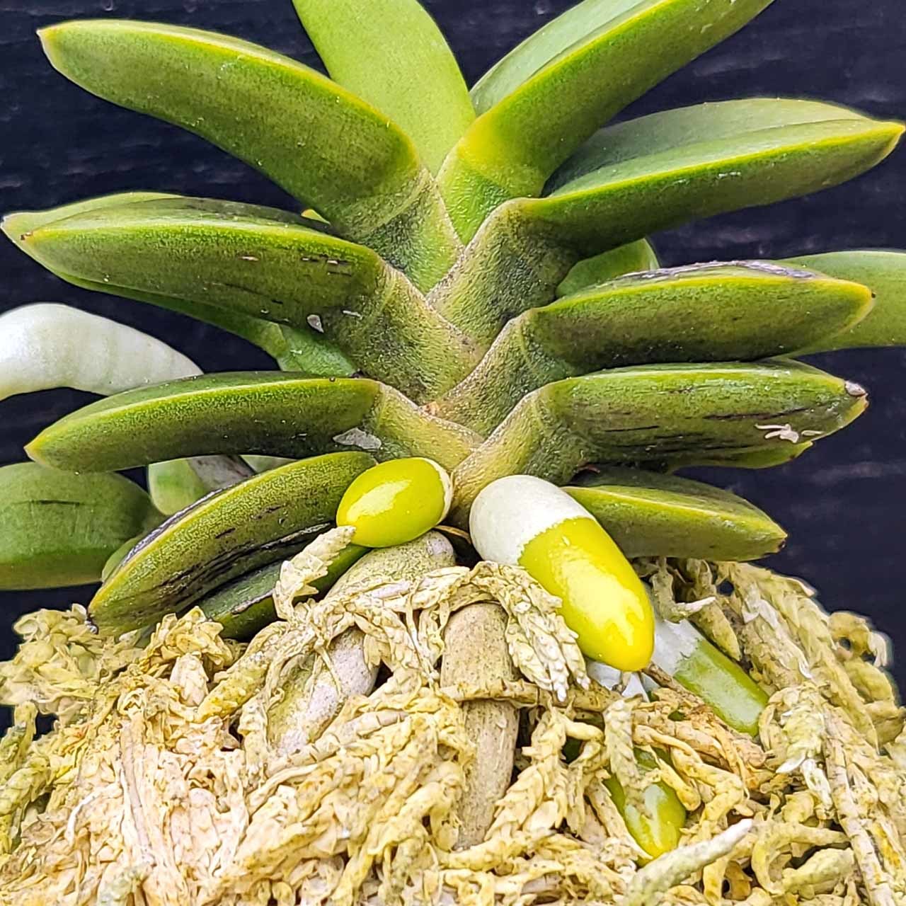 富貴蘭【彩冠】【彩】 | 富貴蘭を楽しんでブログ