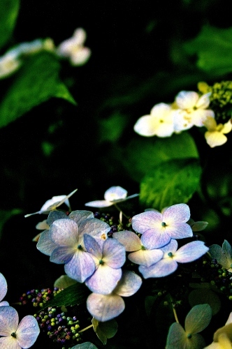 6月　紫陽花の季節　森のあじさい撮ってみました(^_-)-☆_f0195711_18405586.jpg