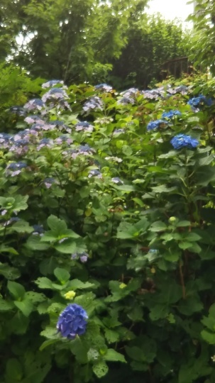 紫陽花(あじさい)_f0334619_11440742.jpg