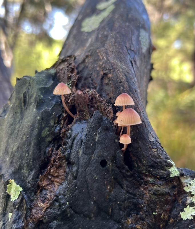これはひょっとしてなめこ？／ Are These “Nameko” Mushrooms