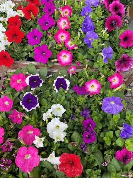 花苗入荷情報【’220606】_a0201358_14153671.jpg