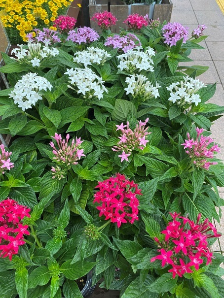 花苗入荷情報【’220606】_a0201358_14344163.jpg