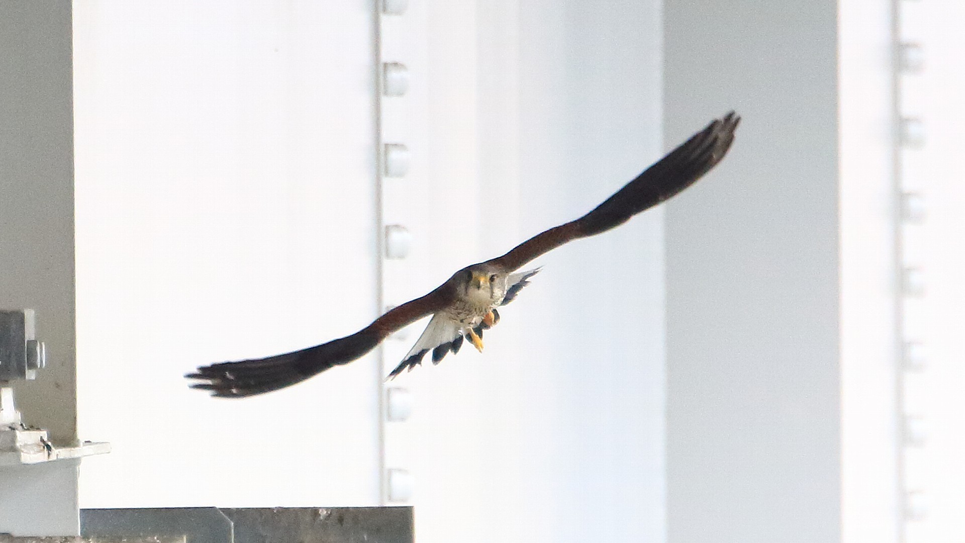 チョウゲンボウ成鳥雄の飛翔　Male common kestrel (adult) flying._f0105570_14280719.jpg