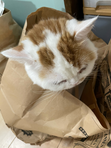 雑誌「ねこのきもち」の付録に大興奮!_b0340621_08133118.jpg
