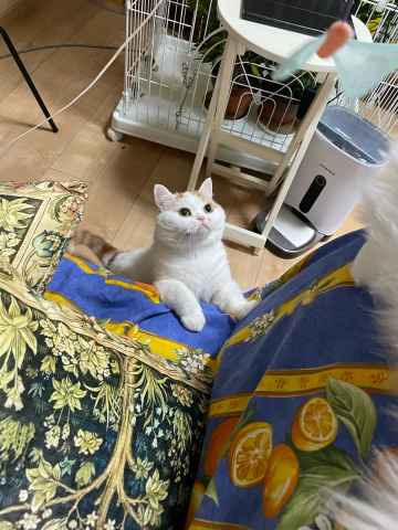 雑誌「ねこのきもち」の付録に大興奮!_b0340621_08141373.jpg