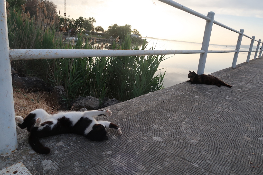 猫たちに会えてうれしいトラジメーノ湖_f0234936_22405922.jpg