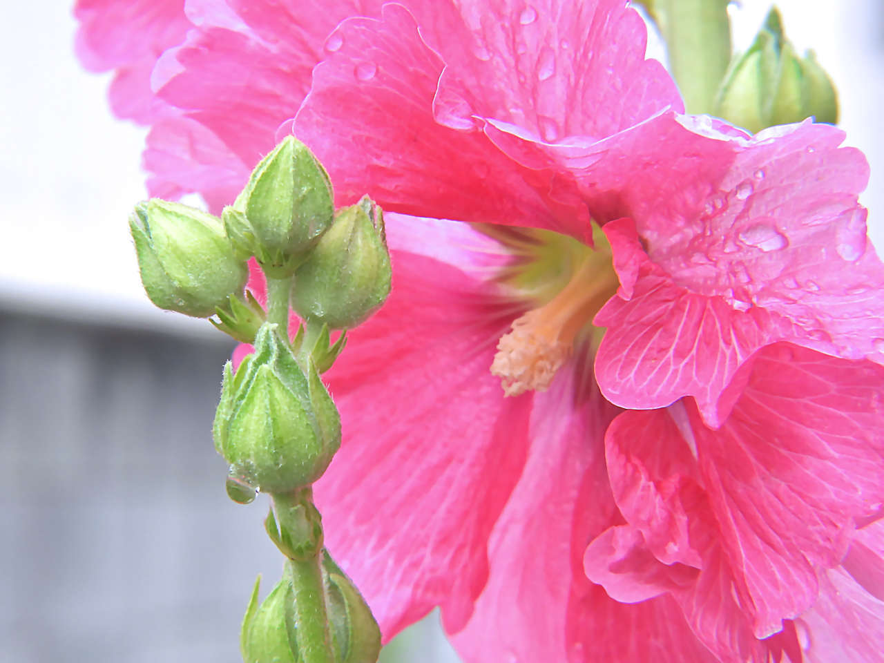 ツユアオイ 梅雨葵 タチアオイ 立葵 無名子のよしなしごと