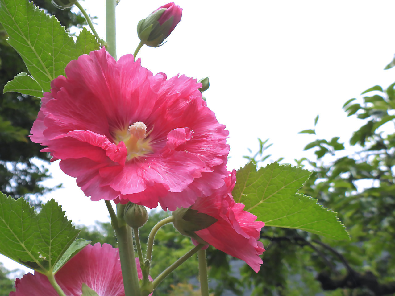 ツユアオイ 梅雨葵 タチアオイ 立葵 無名子のよしなしごと ツユアオイ 梅雨葵 タチアオイ 立葵 無名子のよしなしごと
