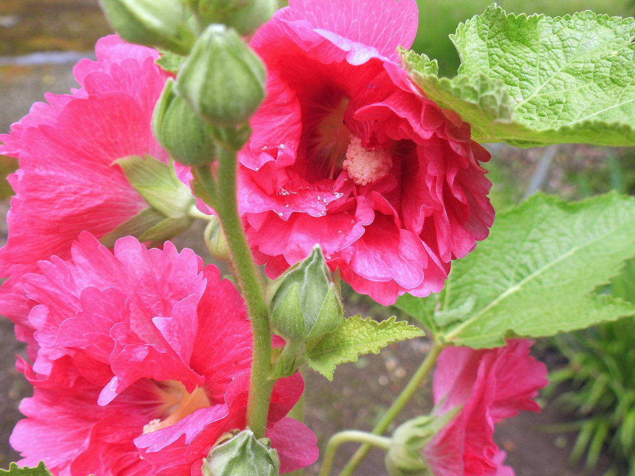 ツユアオイ 梅雨葵 タチアオイ 立葵 無名子のよしなしごと ツユアオイ 梅雨葵 タチアオイ 立葵 無名子のよしなしごと