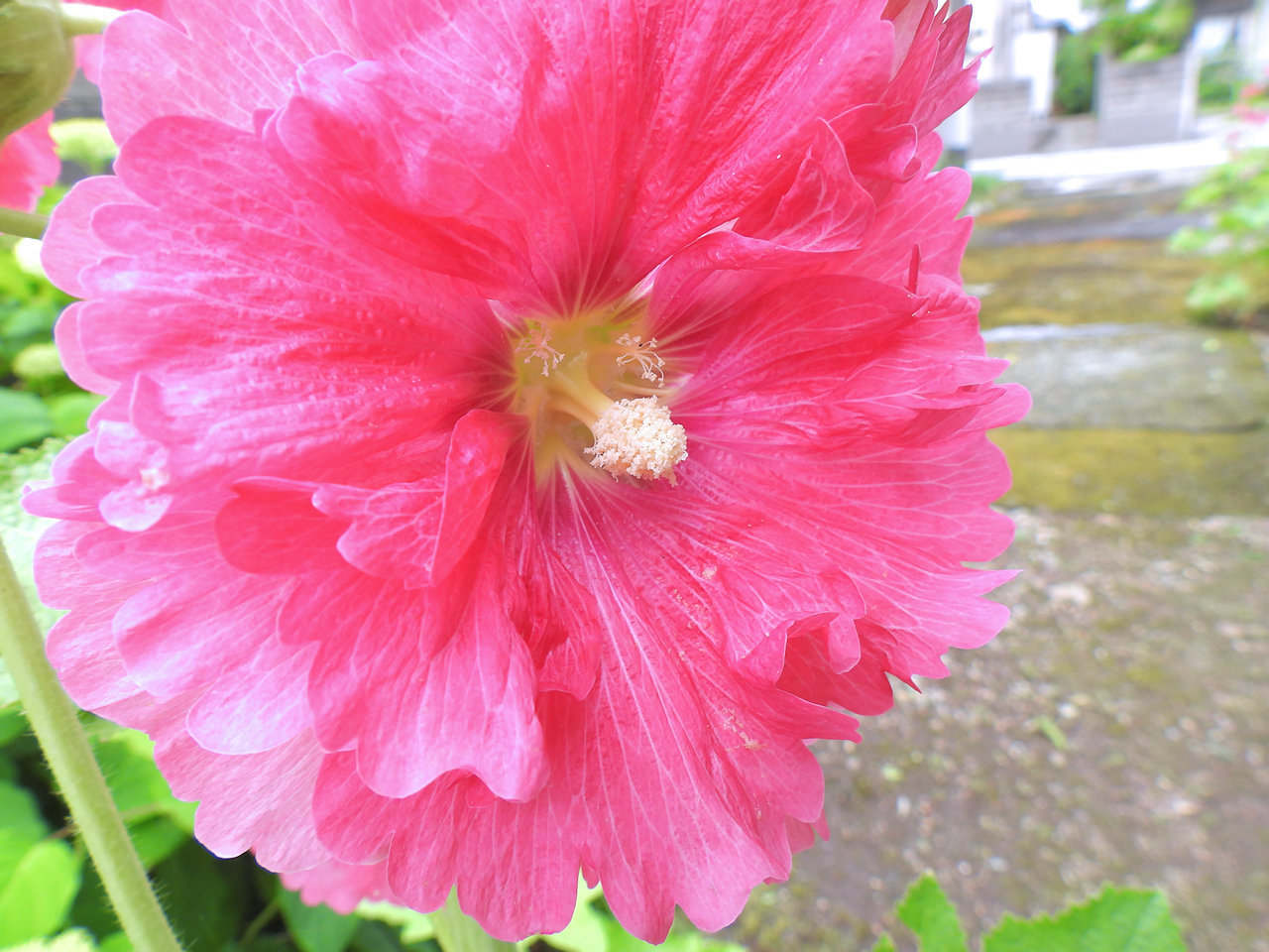 ツユアオイ 梅雨葵 タチアオイ 立葵 無名子のよしなしごと ツユアオイ 梅雨葵 タチアオイ 立葵 無名子のよしなしごと
