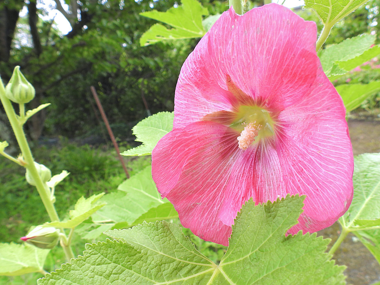 ツユアオイ 梅雨葵 タチアオイ 立葵 無名子のよしなしごと ツユアオイ 梅雨葵 タチアオイ 立葵 無名子のよしなしごと