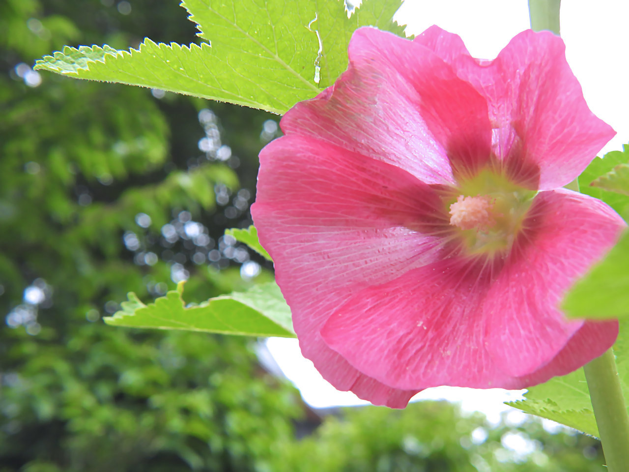 ツユアオイ 梅雨葵 タチアオイ 立葵 無名子のよしなしごと ツユアオイ 梅雨葵 タチアオイ 立葵 無名子のよしなしごと