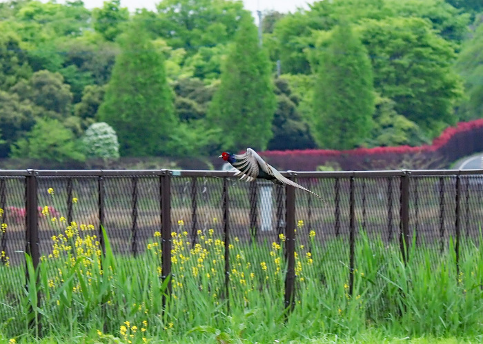 キジが飛んだ　　Ⅰ_d0290240_04113337.jpg