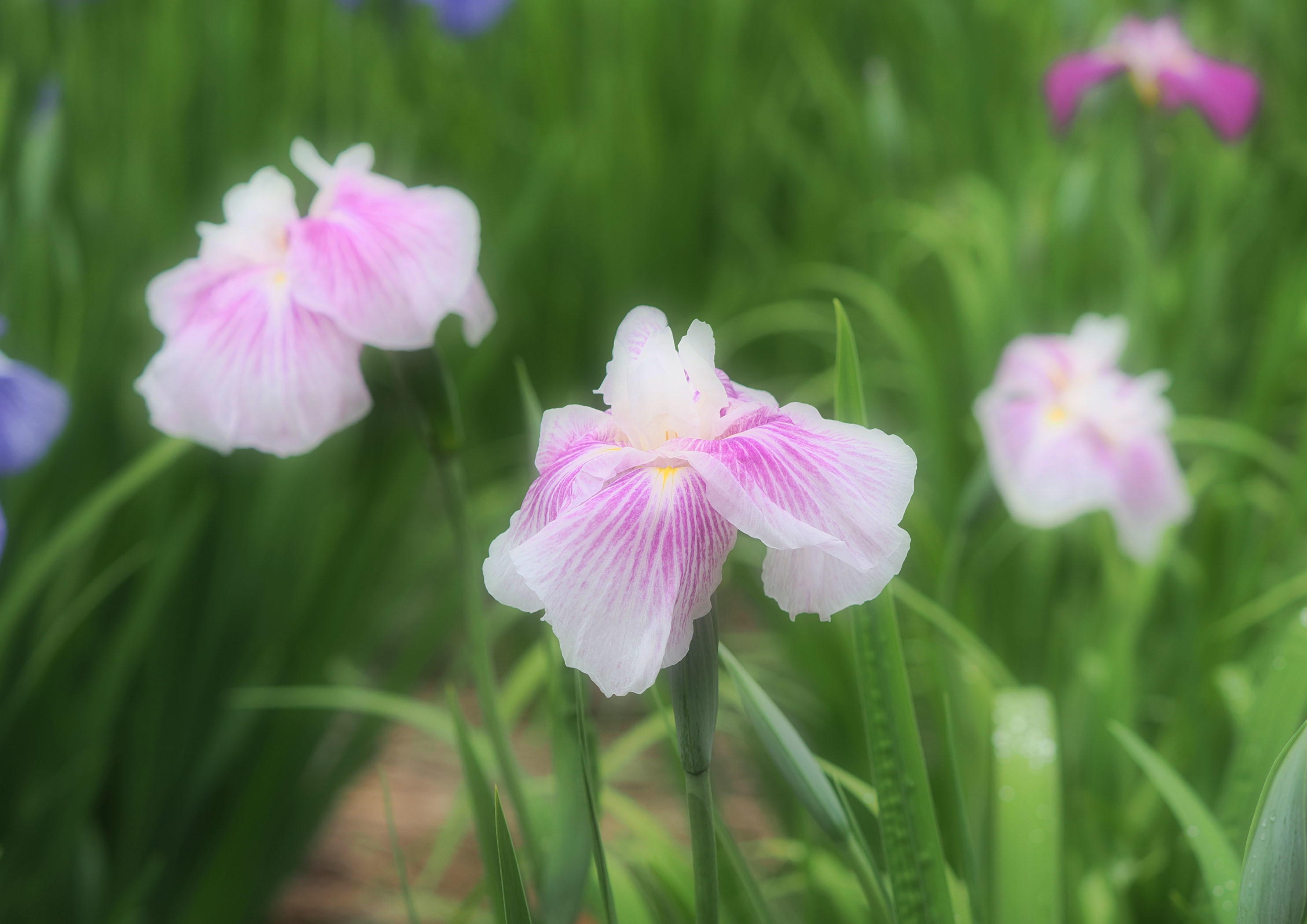 雨あがりの近所の菖蒲園に行ってみた_d0290240_14435783.jpg