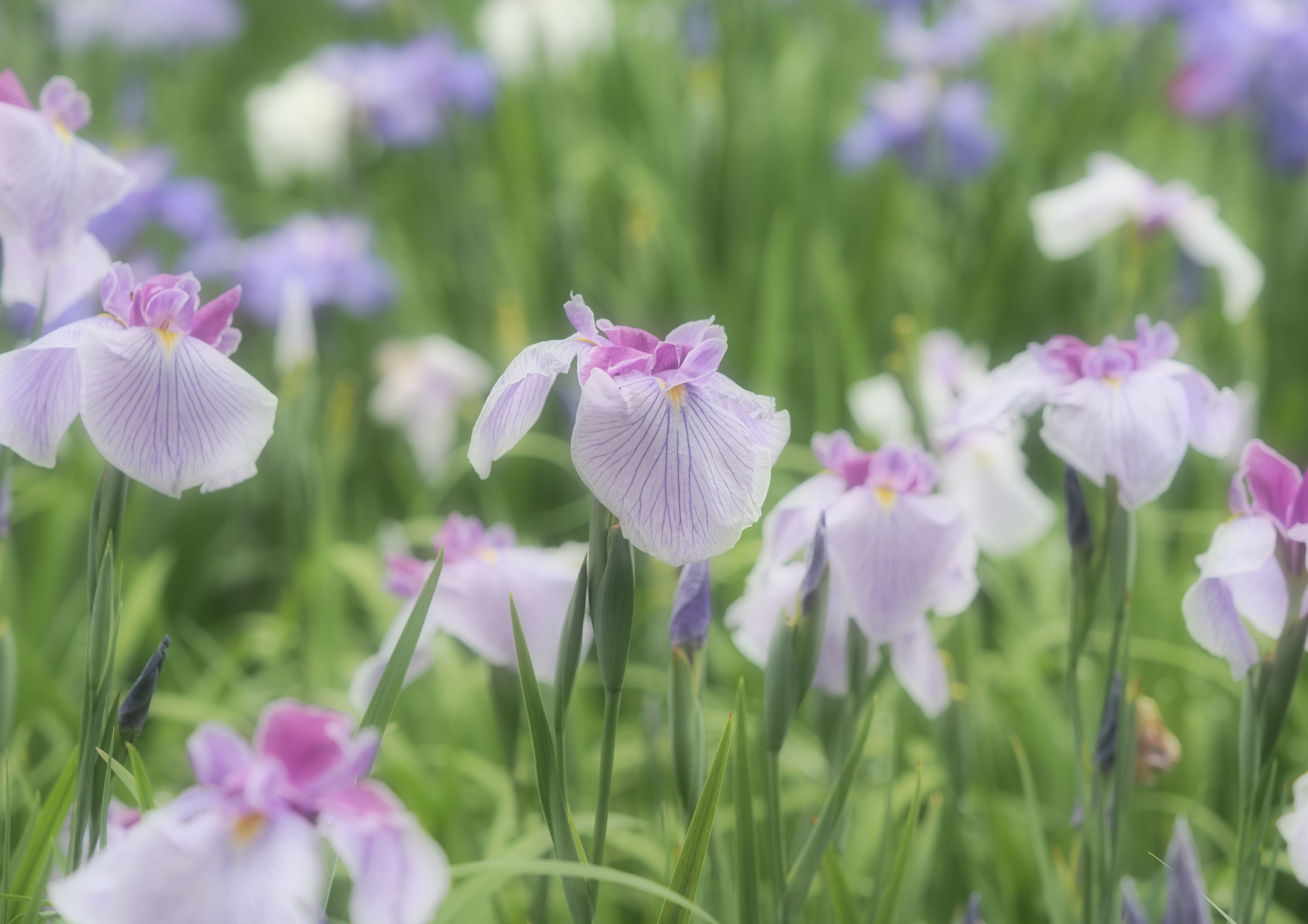 雨あがりの近所の菖蒲園に行ってみた_d0290240_14435846.jpg