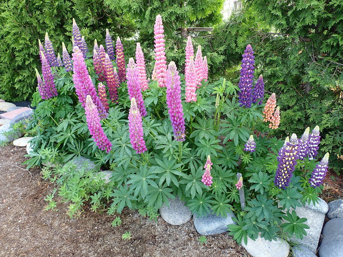 医師住宅のルピナス22 ひだかの山に癒やされて 医師住宅のルピナス22 ひだかの山に癒やされて