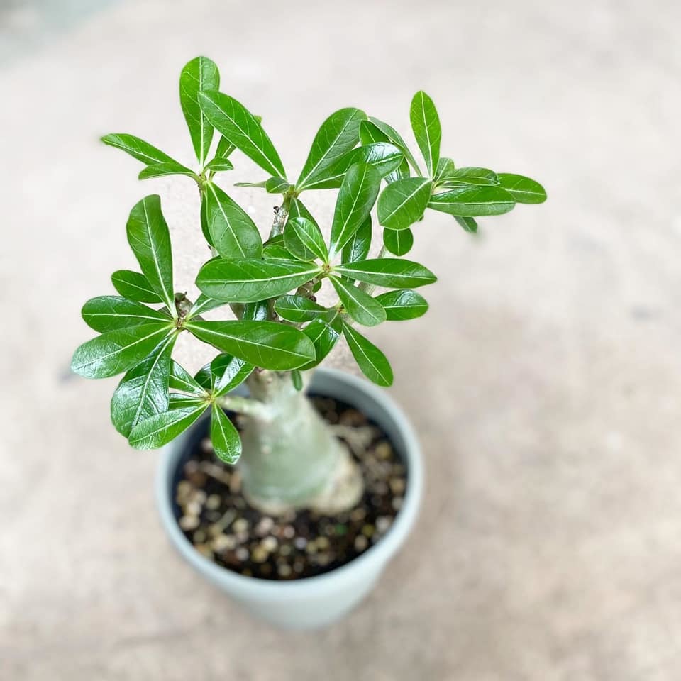 ヘゴの木など : さにべるスタッフblog -Sunny Day's Garden-