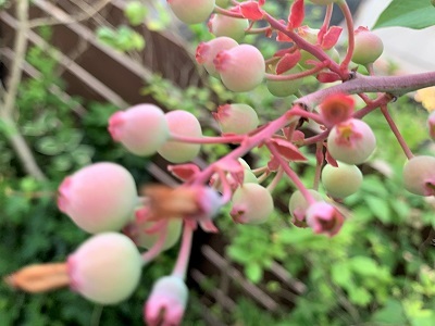 6月の庭です♪_d0249193_21575735.jpg