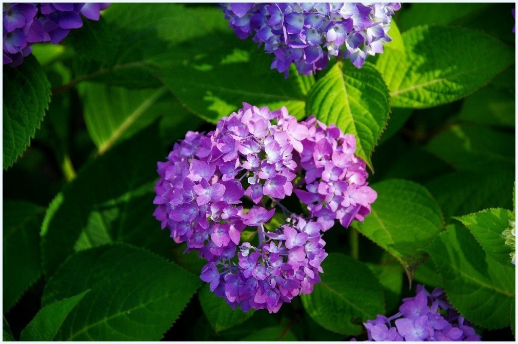 紫陽花の季節に_c0352813_10055577.jpg