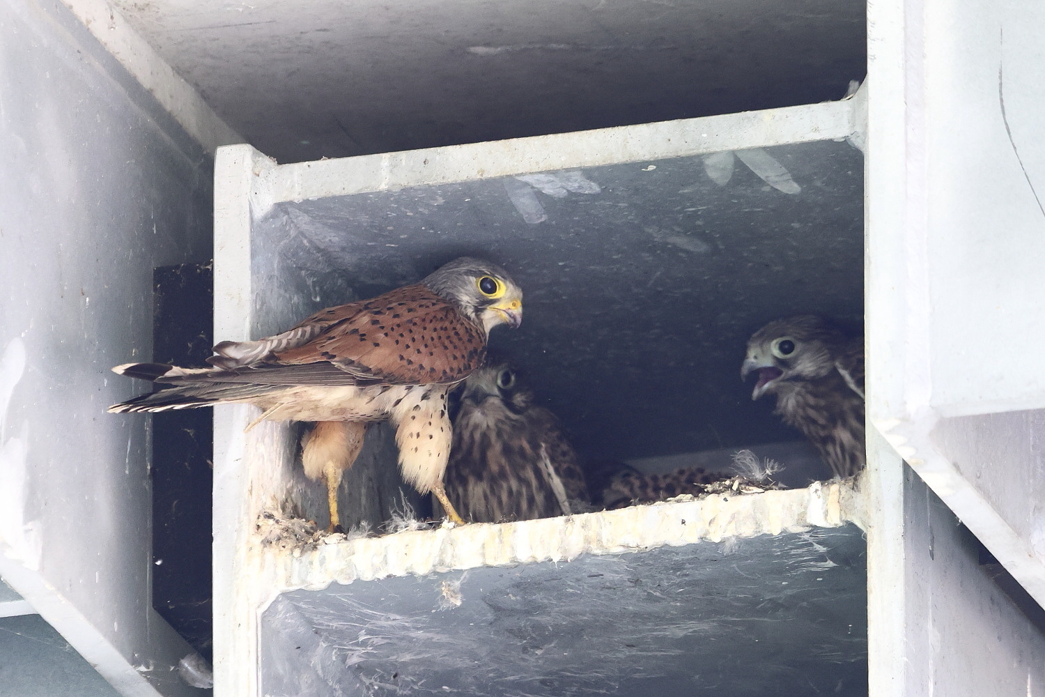 チョウゲンボウ 巣立ち前日の様子 ②_f0369315_22461739.jpg