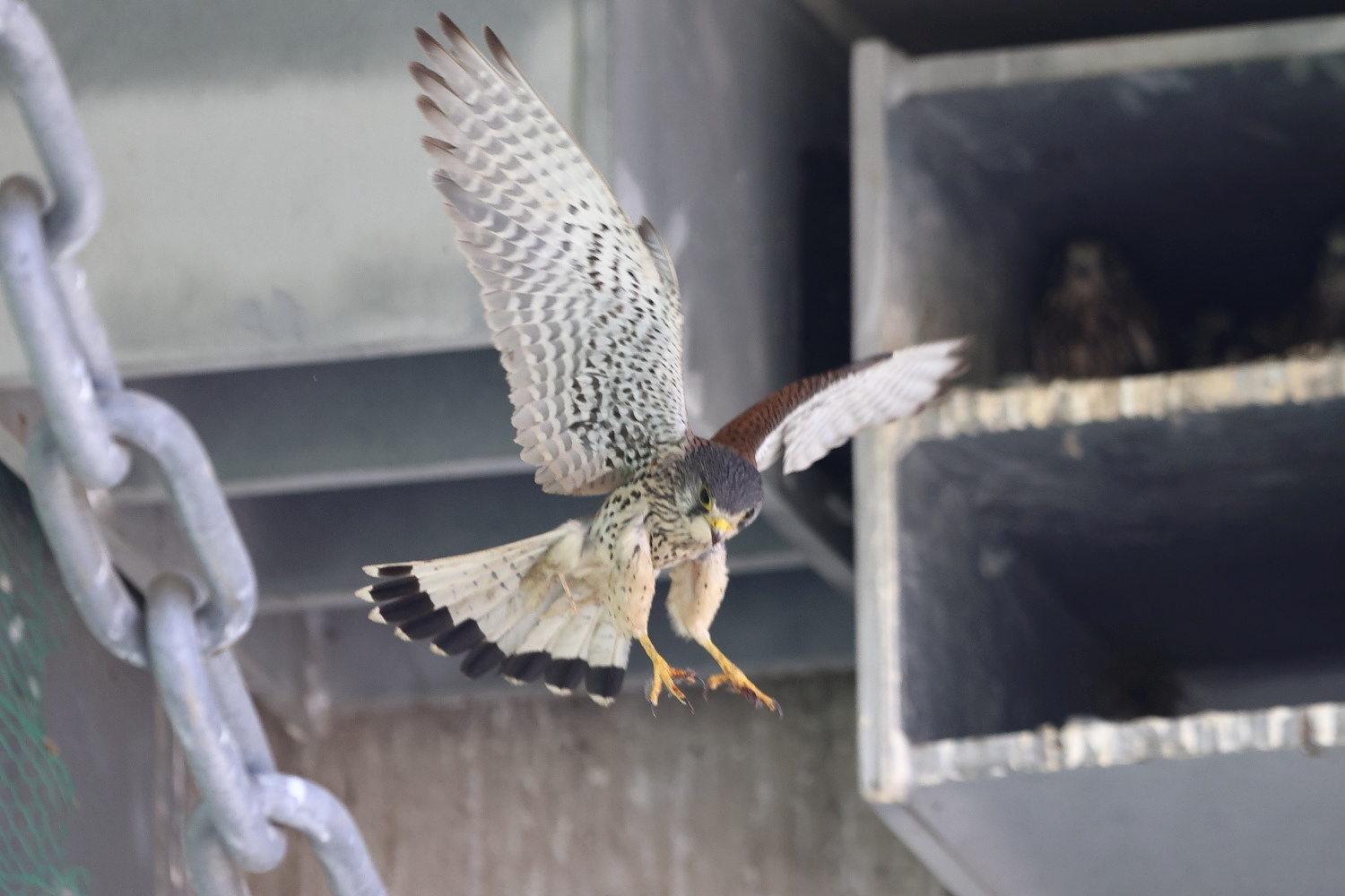チョウゲンボウ 巣立ち前日の様子 ②_f0369315_22461834.jpg