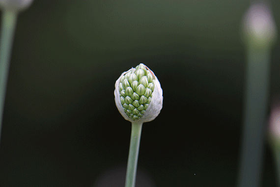 アリウム 丹頂 花もり暮らし