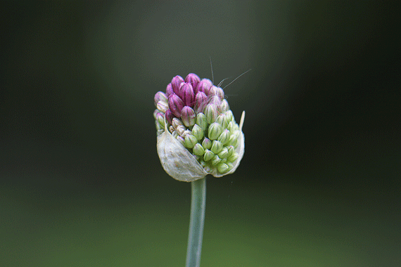 アリウム 丹頂 花もり暮らし