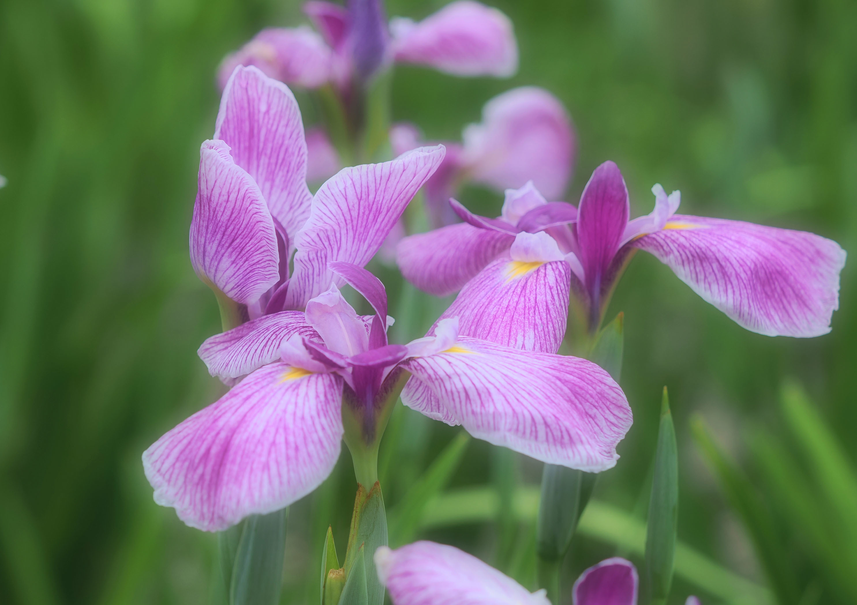 花菖蒲の名「つくばね」　１_d0290240_02520148.jpg