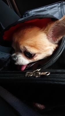 サマーカット_b0122645_01064956.jpg