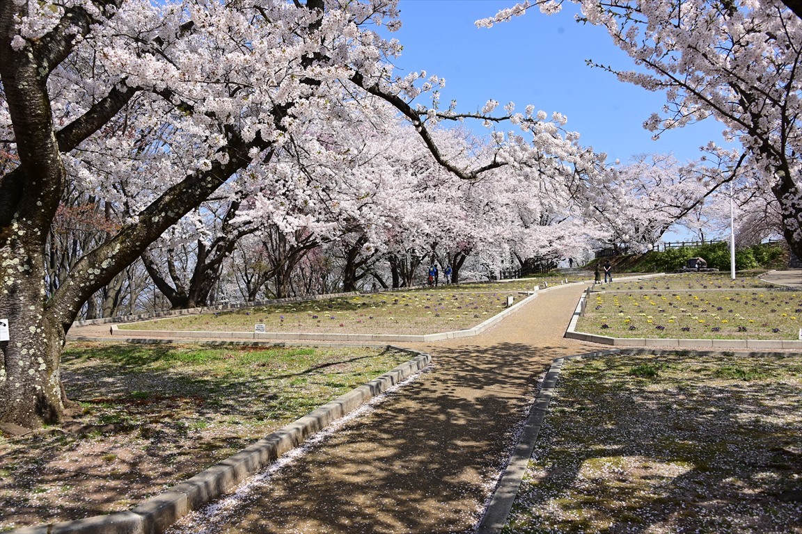 22 桜 天童公園 Tax Accountant Office ソフトボールブログ