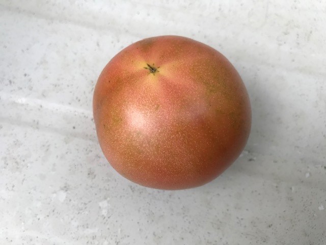 トマト初収穫、鎌倉ダイコンの種採取6・5、7_c0014967_13221311.jpg