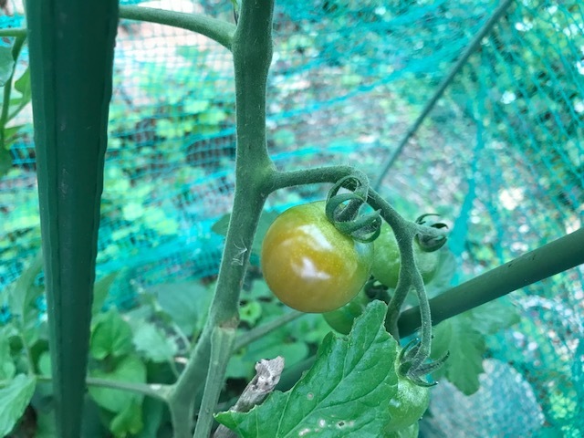 トマト初収穫、鎌倉ダイコンの種採取6・5、7_c0014967_13241921.jpg