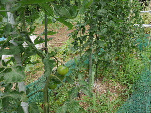 トマト初収穫、鎌倉ダイコンの種採取6・5、7_c0014967_13250769.jpg