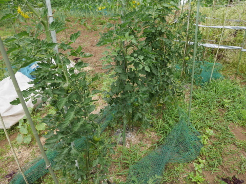トマト初収穫、鎌倉ダイコンの種採取6・5、7_c0014967_13252179.jpg