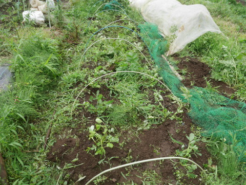 トマト初収穫、鎌倉ダイコンの種採取6・5、7_c0014967_13301026.jpg