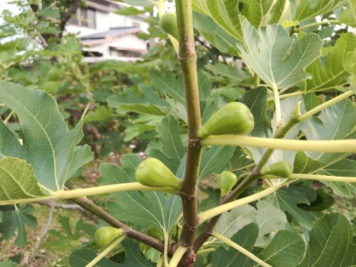 猫楠の野草6月_f0054677_08250504.jpg