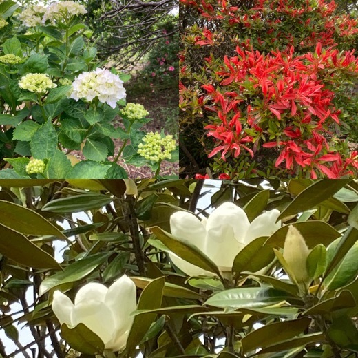 高野花見山あれこれ