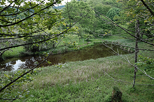 原生沼@高須（高知）_e0066586_07355264.jpg