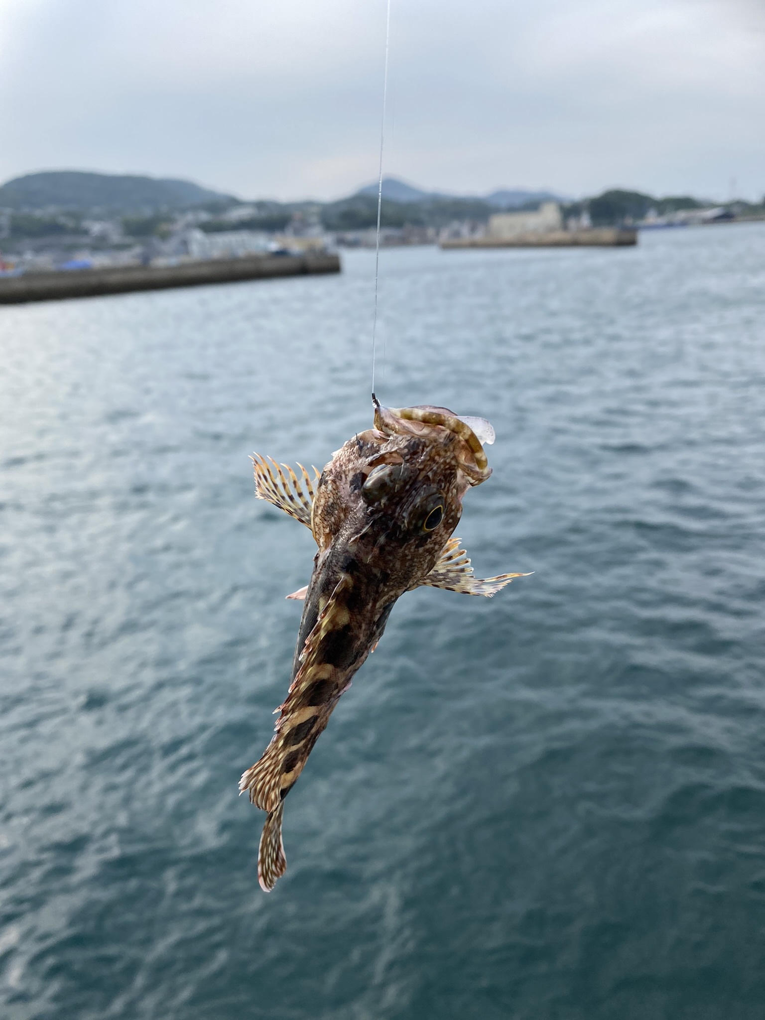 五のハエ_b0199487_11250452.jpeg