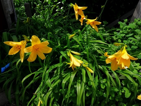 雨もヤマセも止んでホッ♪ アリウム・ロゼウム、野菜の花など_a0136293_14475805.jpg