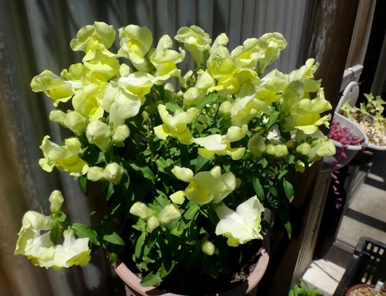 雨もヤマセも止んでホッ♪ アリウム・ロゼウム、野菜の花など_a0136293_14534647.jpg
