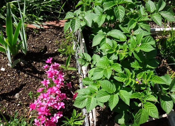 雨もヤマセも止んでホッ♪ アリウム・ロゼウム、野菜の花など_a0136293_14565340.jpg