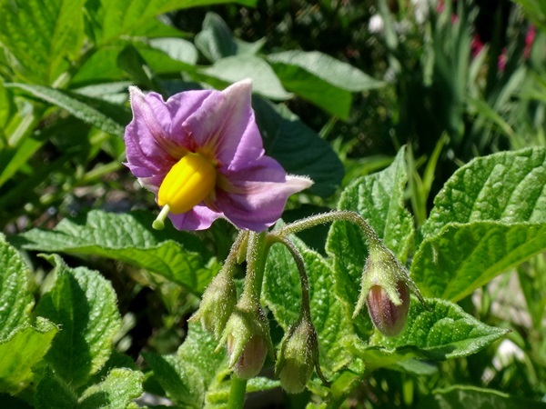 雨もヤマセも止んでホッ♪ アリウム・ロゼウム、野菜の花など_a0136293_14580083.jpg
